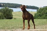 DOBERMANN 1100